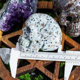 Kiwi Jasper Skull¡¾LIMITED SALES¡¿